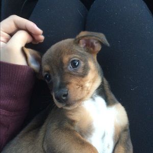 Meet your Posher, Brandon